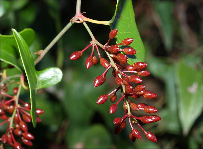 Smilax, fruits 1