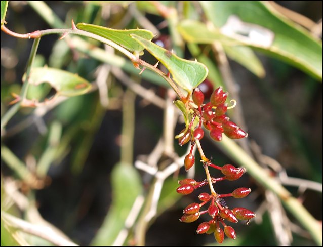 Smilax, fruits 2