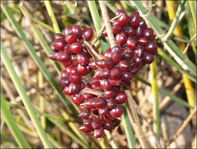 Smilax, fruits 4