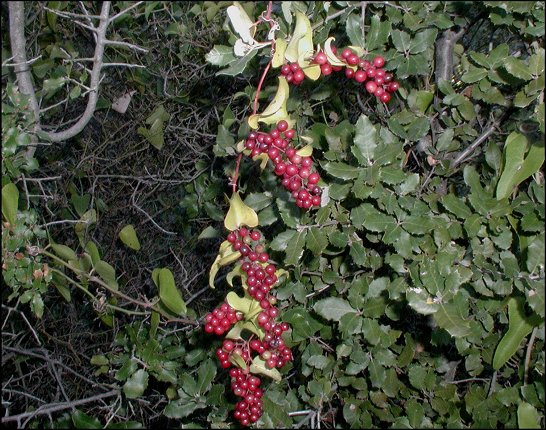 Smilax, fruits 5