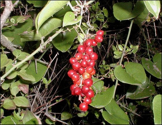 Smilax, fruits 6