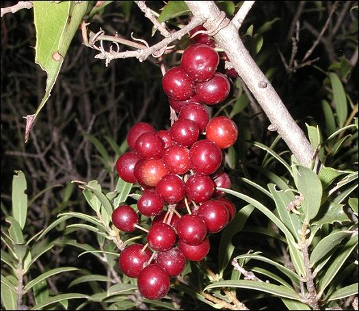Smilax, fruits 7