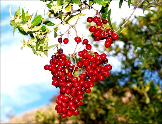 Smilax, fruits 8