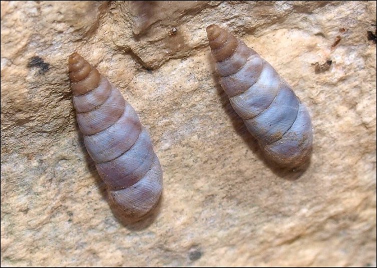 Solatopupa 2
