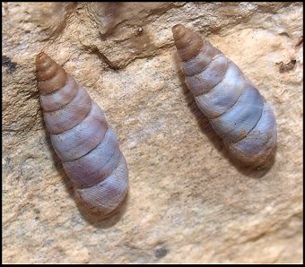 Solatopupa