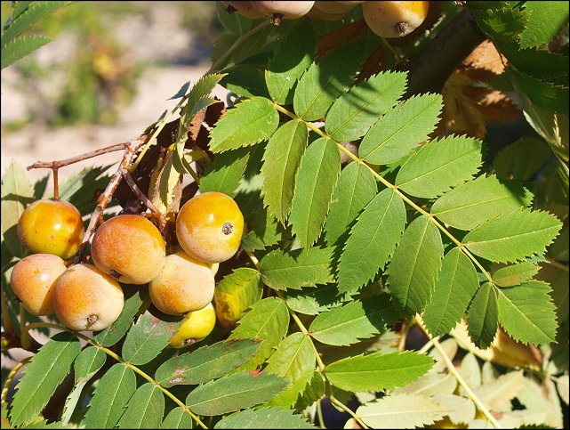 Sorbus domestica 11