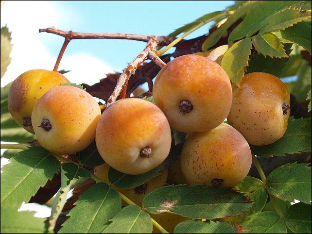 Sorbus domestica 12