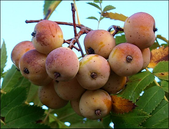 Sorbus domestica 13