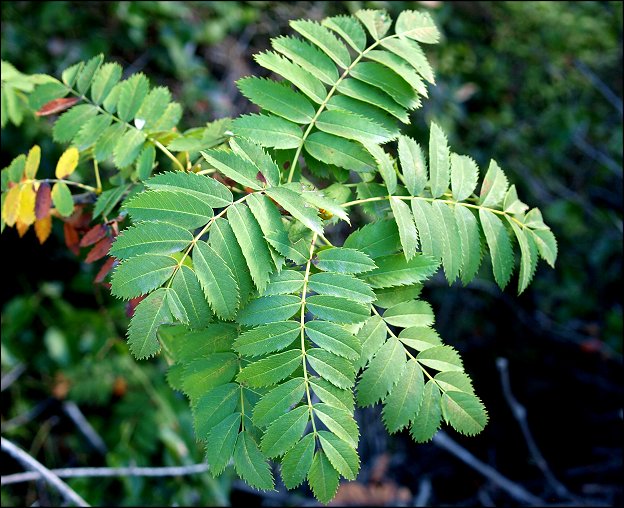 Sorbus domestica 5