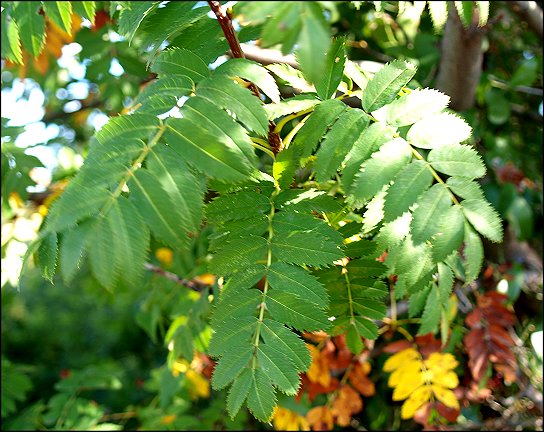Sorbus domestica 6