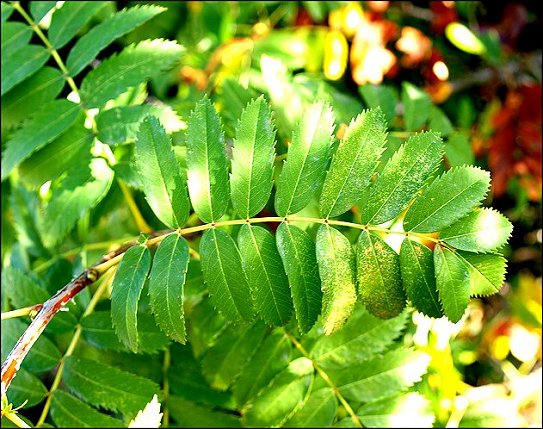 Sorbus domestica 7