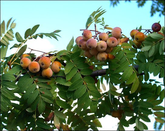 Sorbus domestica 8