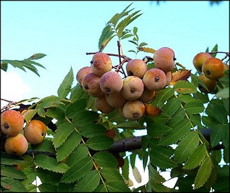 Sorbus domestica 9