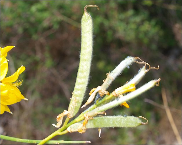 Spartium junceum e