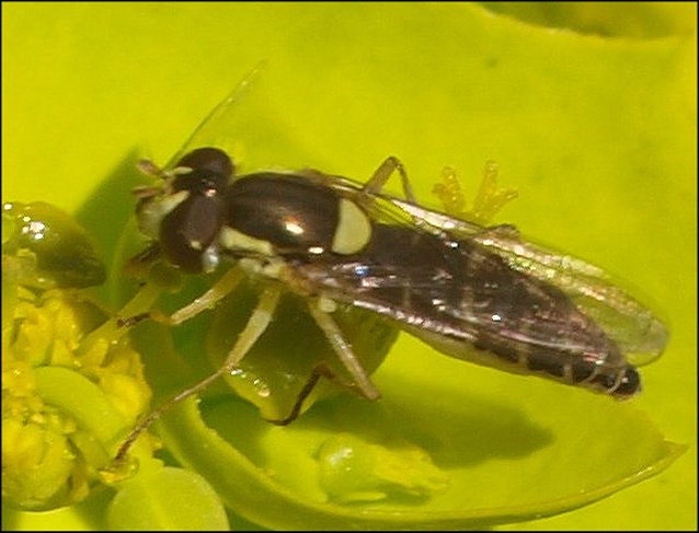 Sphaerophoria  scripta 2