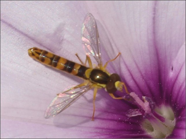 Sphaerophoria scripta 3