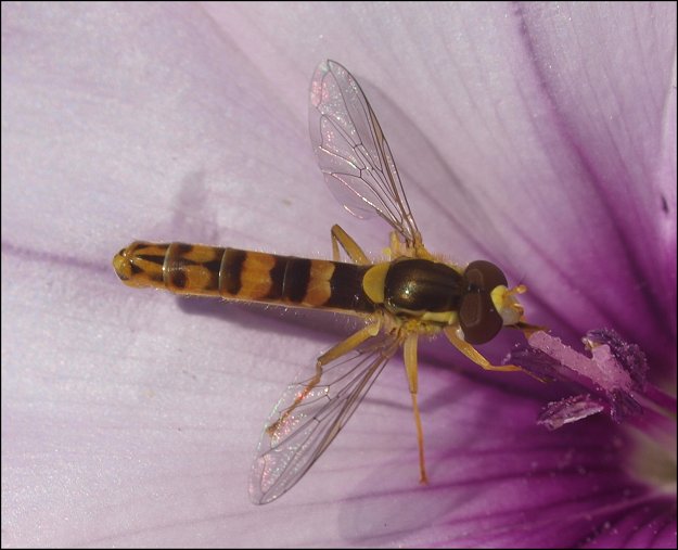 Sphaerophoria  scripta 4