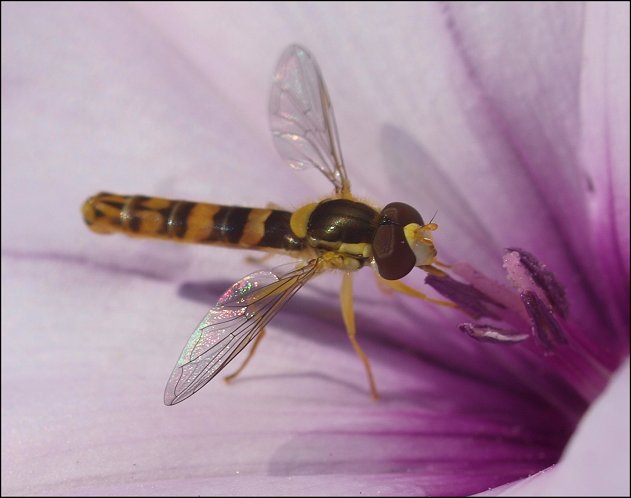 Sphaerophoria scripta 5