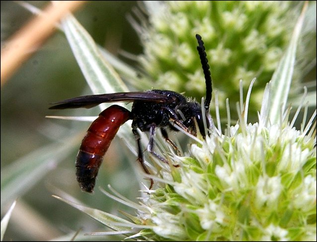 Sphecodes ephippius 1