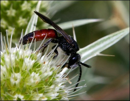 Sphecodes ephippius 2