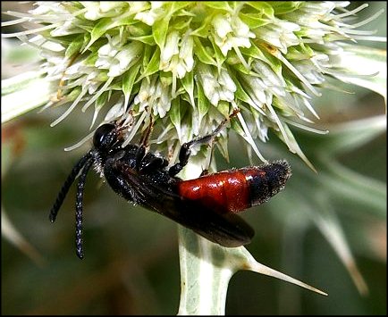 Sphecodes ephippius 3