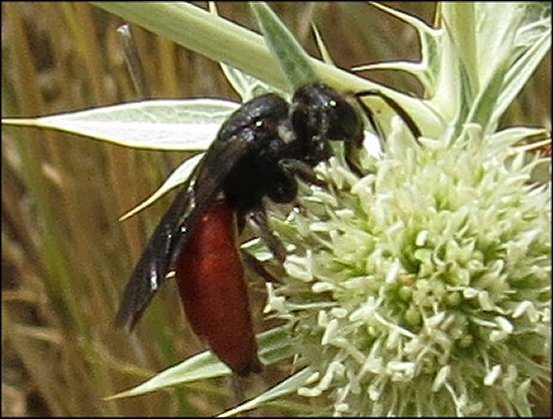 Sphecodes ephippius 4