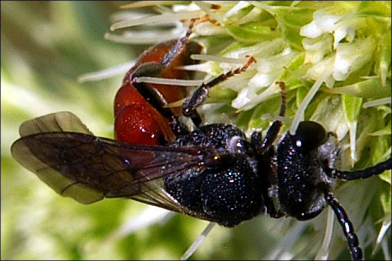 Sphecodes ephippius 5