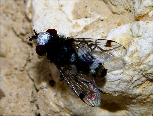 Sphenometopa fastuosa 1