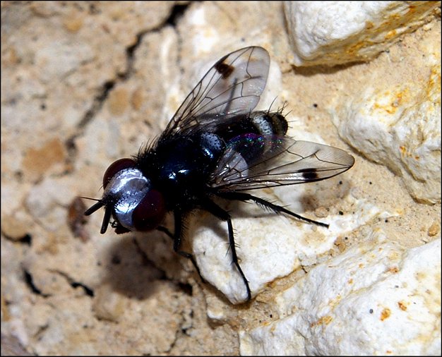 Sphenometopa fastuosa 2