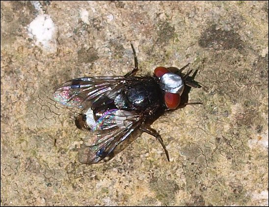 Sphenometopa fastuosa 3