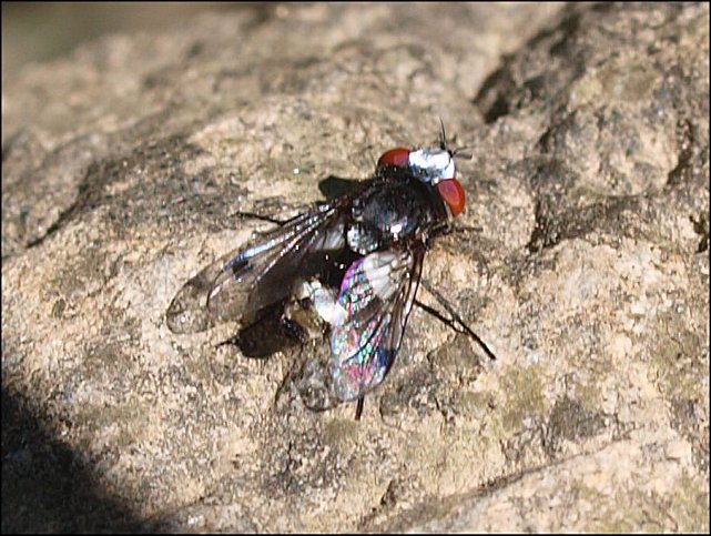 Sphenometopa fastuosa 4