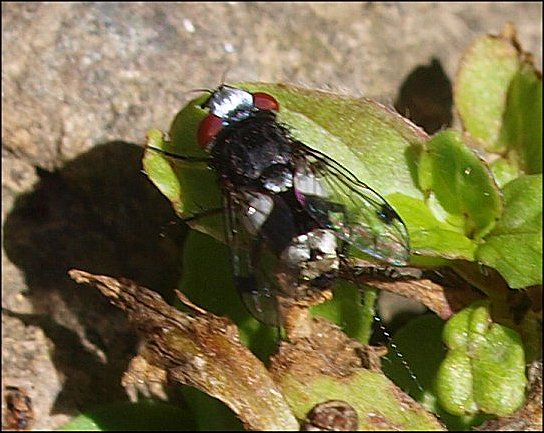 Sphenometopa fastuosa 5