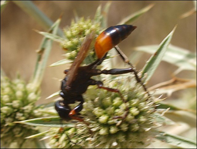 Sphex flavipennis 1