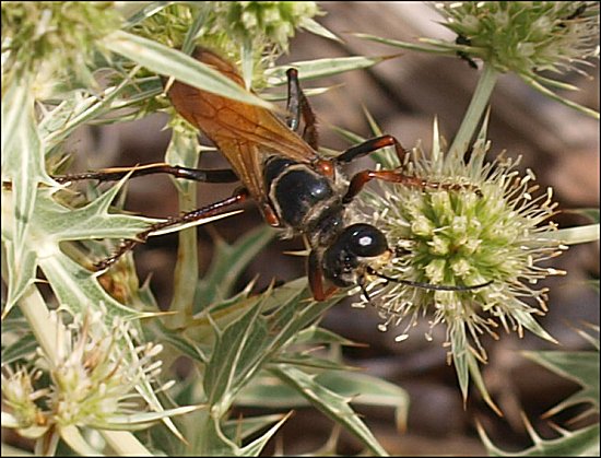 Sphex flavipennis 10