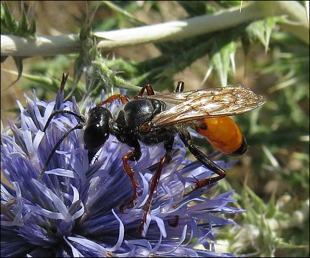 Sphex flavipennis 12