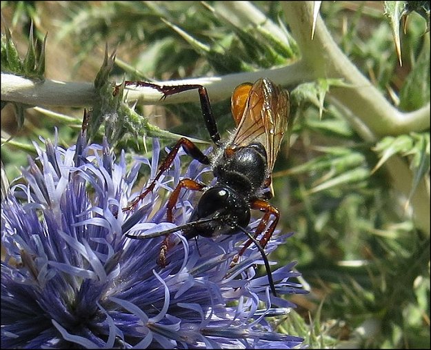 Sphex flavipennis 13