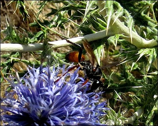 Sphex flavipennis 14