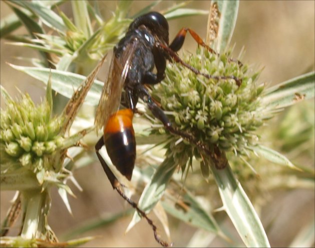 Sphex flavipennis 2