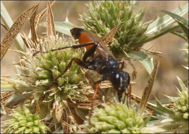 Sphex flavipennis 3