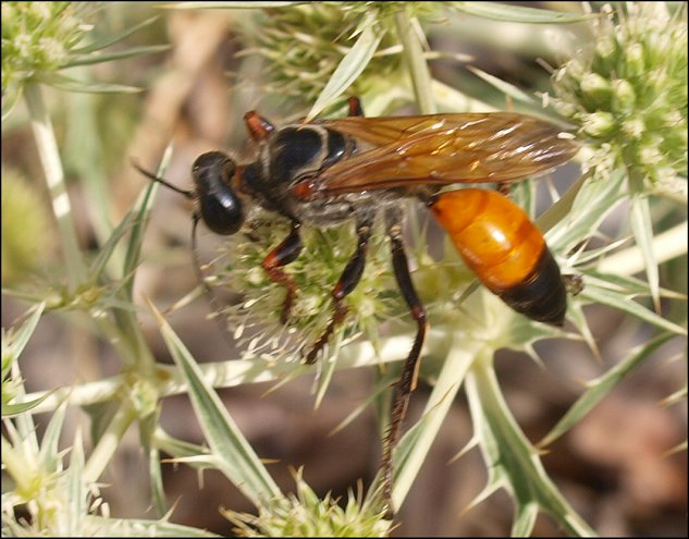 Sphex flavipennis 4