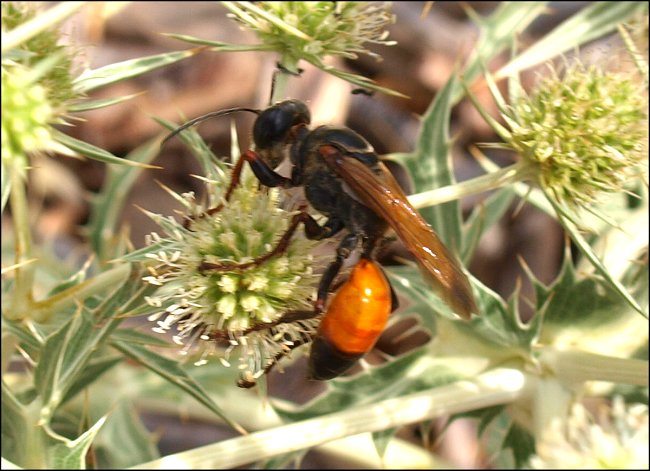 Sphex flavipennis 5