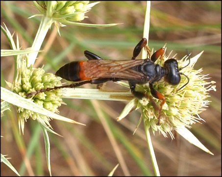 Sphex flavipennis 7