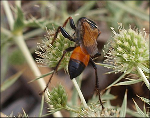 Sphex flavipennis 8