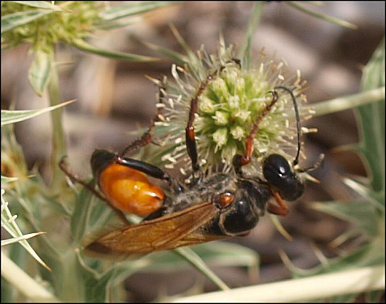 Sphex flavipennis 9