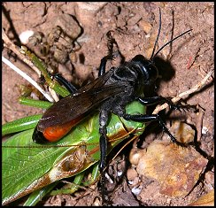 Sphex languedocien 1