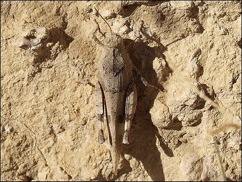 Sphingonotus caerulans 2
