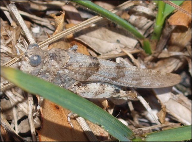 Sphingonotus caerulans 4