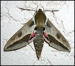 Sphinx de l' Euphorbe