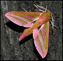 Sphinx de la Vigne
