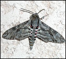 Sphinx du Liseron
